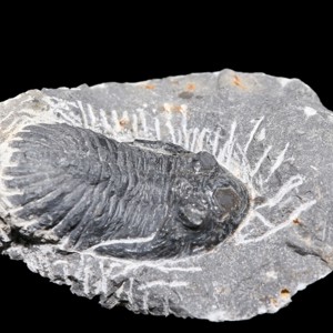 Trilobite,-Fossil,-Morocco