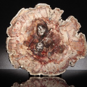 petrified wood (1)