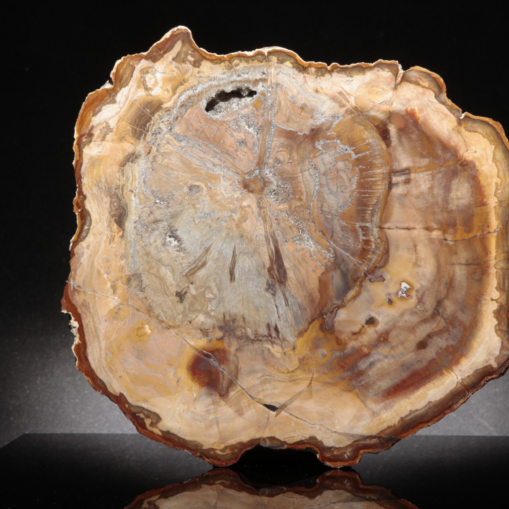 Petrified Wood Celestial Earth Minerals